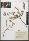 Foto von Salix starkeana Willd.